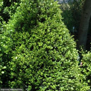 Holly – Japanese Compact – 2-3ft – #10 Container