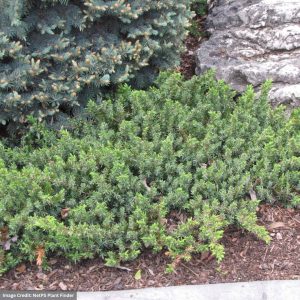 Juniper – Dwarf Japanese Garden – #2 Container