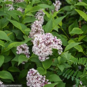 Lilac – Dwarf Baby Kim – #2 Container