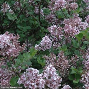 Lilac – Dwarf Korean – #3 Container