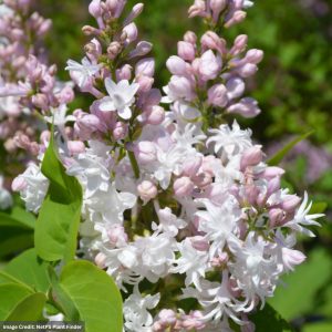 Lilac – Beauty of Moscow – #5 Container