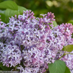 Lilac – New Age Lavender – #3 Container
