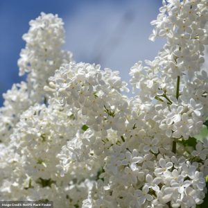 Lilac – New Age White – #3 Container