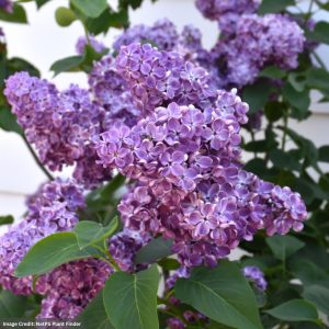 Lilac – Virtual Violet – #3 Container