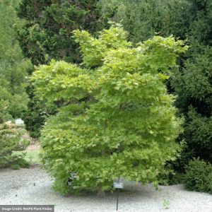 Japanese Maple – Autumn Moon – #3 Container