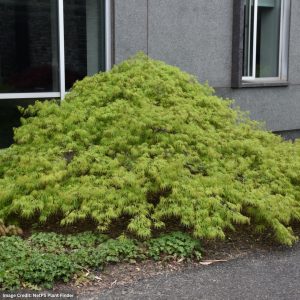 Japanese Maple – Waterfall – #3 Container