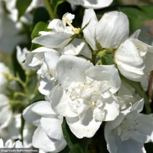 Mockorange - Snow White Fantasy - #3 Container