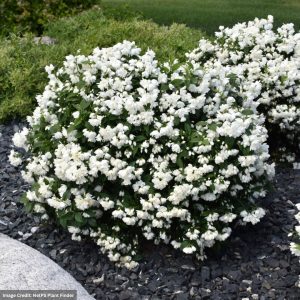 Mockorange - Snowbelle - #3 Container