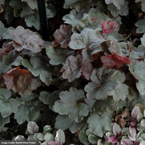 Coral Bells (Heuchera) - Black Olive - #1 Container