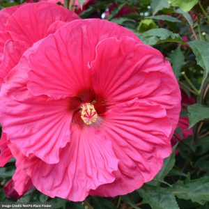 Rose Mallow (Hibiscus) - Summer In Paradise - #3 Container