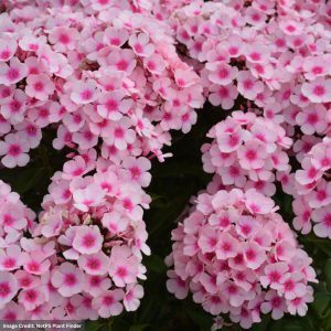 Garden Phlox (Paniculata) - Bright Eyes - #1 Container