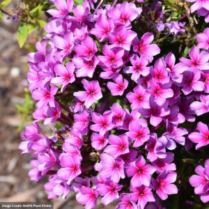Garden Phlox (Paniculata) - Early Purple Eye - #1 Container