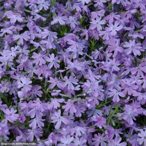 Creeping Phlox (Subulata) – Emerald Blue – #1 Container