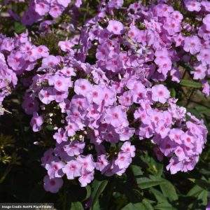 Garden Phlox (Paniculata) – Opalescence – #1 Container