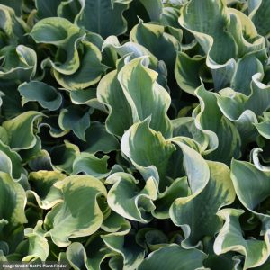 Plantain Lily (Hosta) - Shadowland® Wheee - #1 Container
