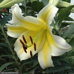 Hybrid Lily (Lilium) - Conca D'Or - #2 Container