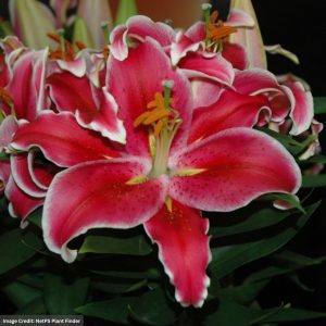 Lily (Lilium) - After Eight - #2 Container