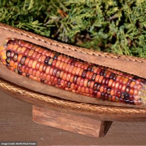 Corn – Painted Mountain – 4″ Pot