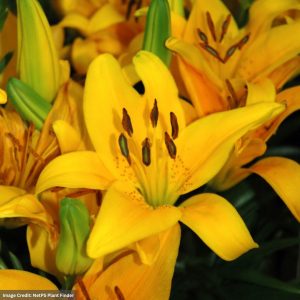 Dwarf Lily (Lilium Asiatic) - Tiny Bee - #1 Container