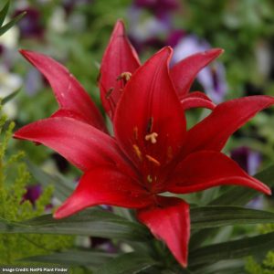 Dwarf Lily (Lilium Asiatic) - Tiny Ghost - #1 Container