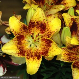 Dwarf Lily (Lilium Asiatic) - Tiny Nugget - #1 Container