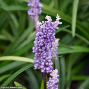 Lily Turf (Liriope Muscari) - Purple Explosion - 3.5" Container