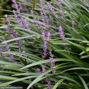 Lily Turf (Liriope Muscari) - Big Blue - 3.5" Container