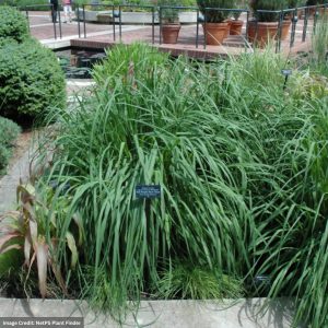 Moor Grass (Molinia) - Windspiel - #1 Container
