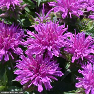 Bee Balm (Monarda) – Balmy Lilac – #1 Container