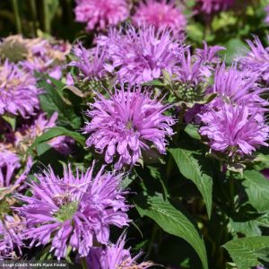 Bee Balm (Monarda Didyma) - Bee Mine Lavender - #1 Container