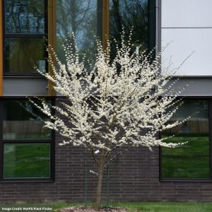 Redbud - Eastern Royal White - #7 Container