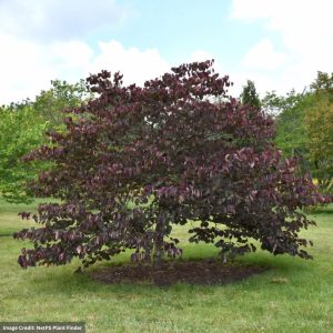 Redbud – Eastern Forest Pansy – 1.5-2″ Caliper – B&B