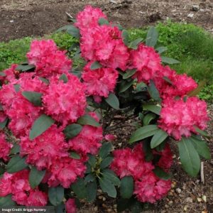 Rhododendron – Holden’s Red – #2 Container