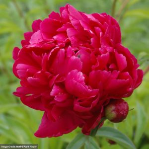 Garden Peony (Paeonia Lactiflora) - Adolphe Rousseau - #2 Container