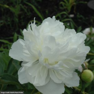 Garden Peony (Paeonia Lactiflora) - Gardenia - #2 Container