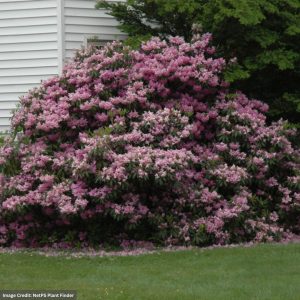 Rhododendron – Maximum Roseum – #3 Container
