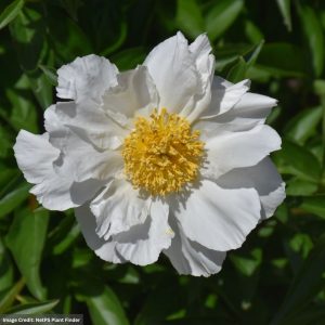 Garden Peony (Paeonia Lactiflora) – Krinkled White – #2 Container