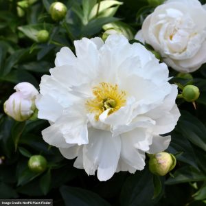 Garden Peony (Paeonia Lactiflora) – Miss America – #2 Container