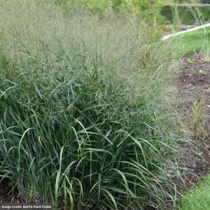Switch Grass (Panicum) - Prairie Dog - #1 Container