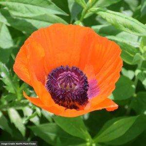 Oriental Poppy (Papaver Orientale) – Prince Of Orange – 1 Qt Container