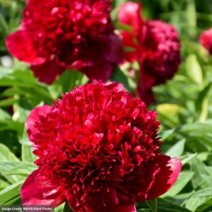Garden Peony (Paeonia Lactiflora) - Red Charm - #2 Container