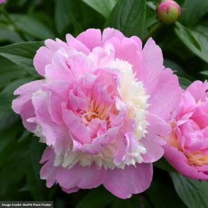 Garden Peony (Paeonia Lactiflora) - Sorbet - #2 Container