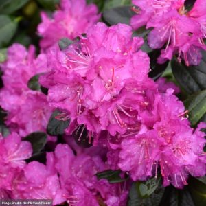 Rhododendron – P.J.M. Elite Star – #3 Container