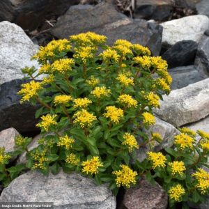 Stonecrop (Sedum) – Kamtschaticum – 1 Qt Container