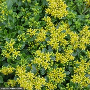 Stonecrop (Sedum) - Little Miss Sunshine - #1 Container