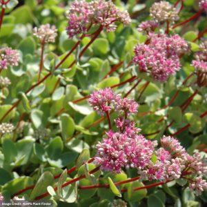 Stonecrop (Sedum) – Sieboldii – #1 Container