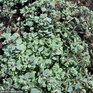 Stonecrop (Sedum) – Steel The Show – #1 Container