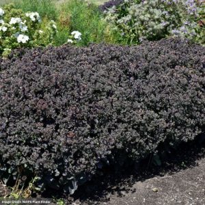 Stonecrop (Sedum) – Night Light – #1 Container