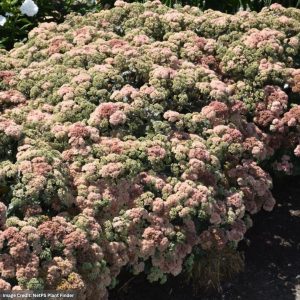Stonecrop (Sedum) – Coraljade – #1 Container