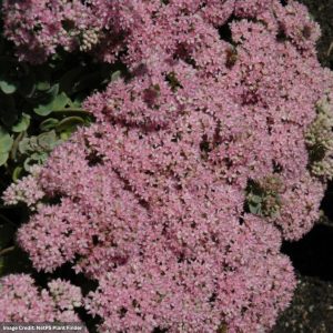 Stonecrop (Sedum) – Sunsparkler Lime Zinger – #1 Container